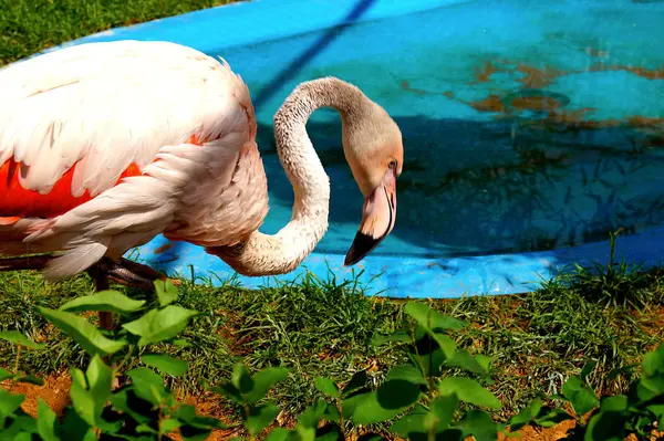 Ein Leuchtend Pinkfarbener Flamingo Steht Auf Einem Bein Einem Zoo — Stockfoto
