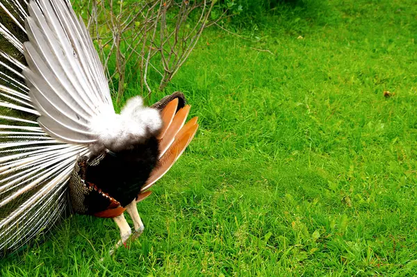 Zářící Páva Krásným Ocasem Kráčí Zelené Trávě Zoo Ptáci — Stock fotografie