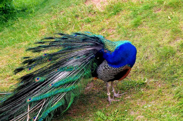 Bright Peacock Beautiful Tail Walks Green Grass Zoo Birds — Stock Photo, Image