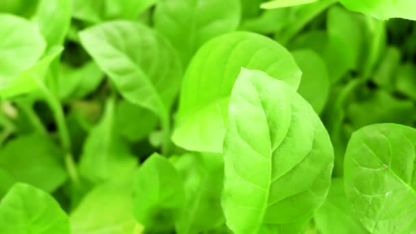 Зеленый табачный лист крупным планом выращивания растений — стоковое видео