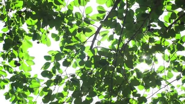 Rayons du soleil à travers les feuilles de l'arbre jour d'été lumineux — Video