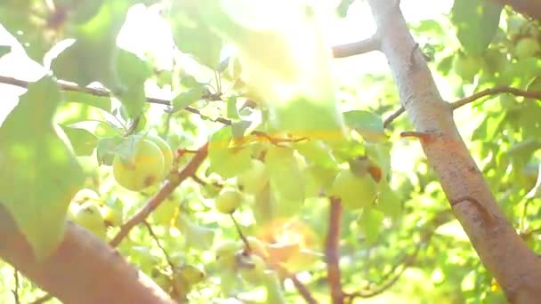 Bir ağaç dalı üzerinde olgunlaşmış yeşil elma — Stok video