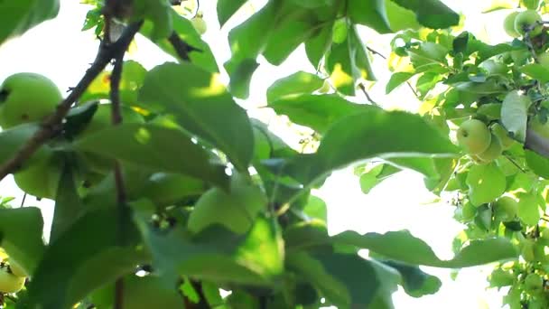 Ripe green apples on a tree branch — Stock Video