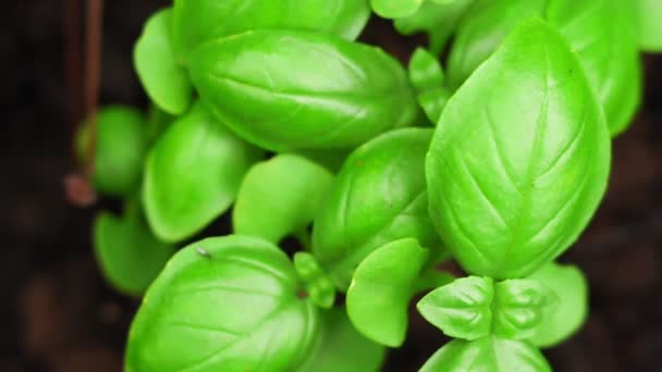 Green Basil leaves closeup growing — Stock Video