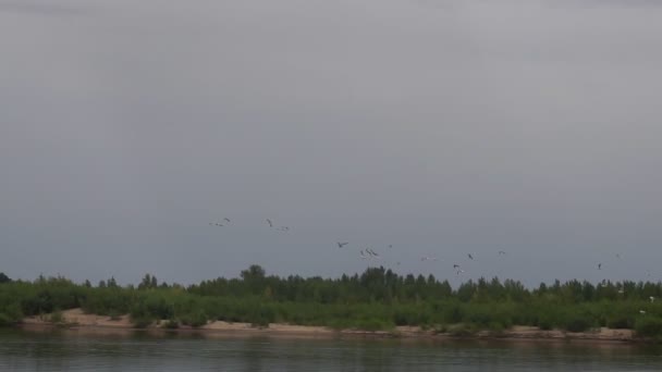 Rebanho de aves voadoras sobre o rio câmera lenta — Vídeo de Stock