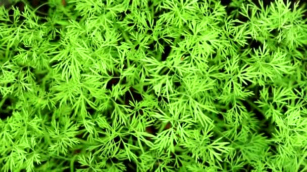 Dill close up background growing plants — Stock Video