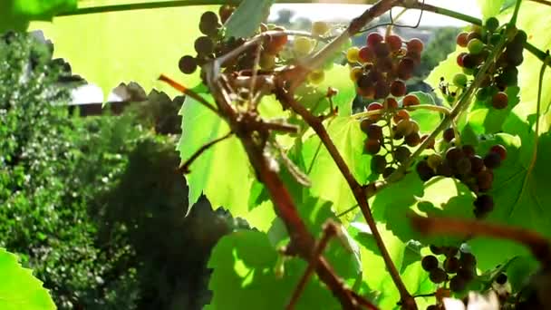 Grape growing vineyard for wine — Stock Video