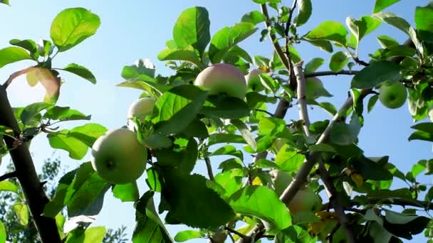 Pommes mûres sur un arbre gros plan — Video