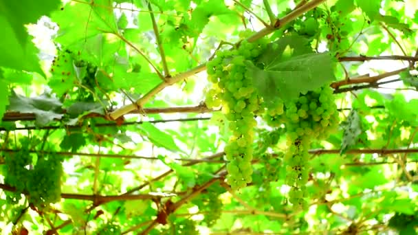 Uvas verdes colheita close-up. em uma vinha de fundo natural — Vídeo de Stock