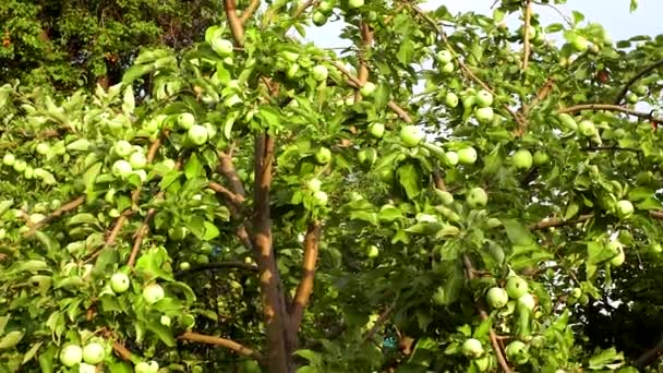 Gröna äpplen på ett träd i trädgården — Stockvideo