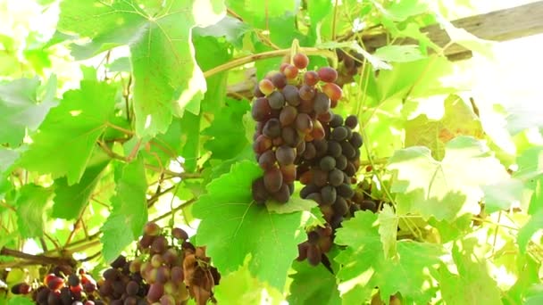 Uvas negras en una rama de la viña — Vídeo de stock