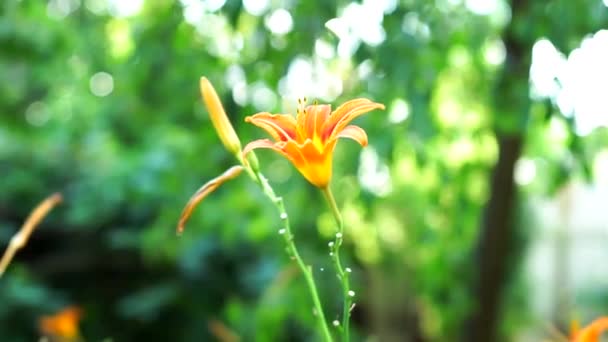 Πορτοκαλί κρίνο λουλούδι κοντινό στο φυσικό φόντο — Αρχείο Βίντεο