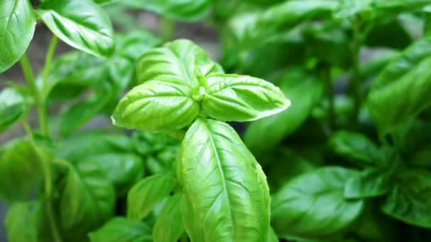 Fresh green Basil close seup outdoors — стоковое видео