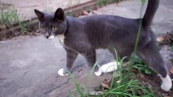 Pequeno gato cinza vai e olha para a câmera ao ar livre — Vídeo de Stock