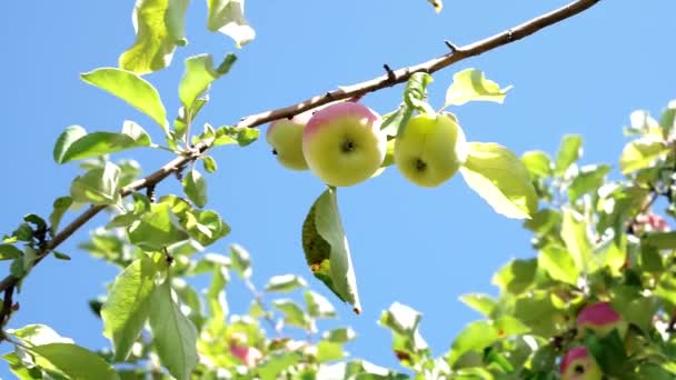 Ώριμα μήλα κατά του γαλάζιου ουρανού στον κήπο — Αρχείο Βίντεο