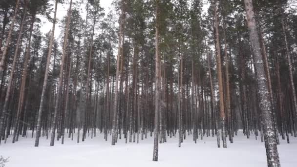 Sneeuwval in winterbos in de winter — Stockvideo