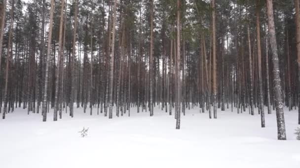 Queda de neve na floresta de inverno no inverno — Vídeo de Stock