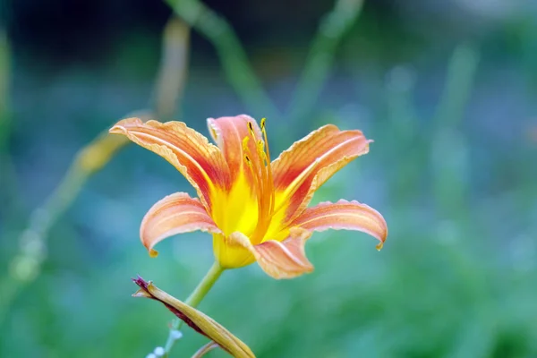 Popularny kwiat pomarańczy liliowca na naturalnym zielonym tle — Zdjęcie stockowe