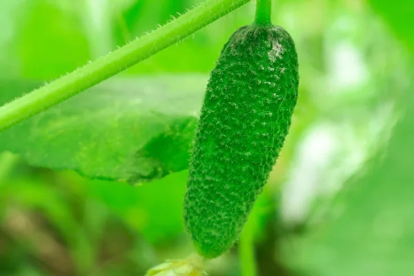 Kleine groene komkommer close-up landbouw — Stockfoto