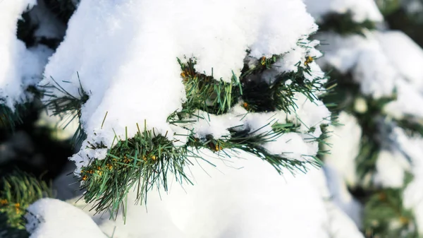 冬天圣诞树树枝上的雪 — 图库照片#