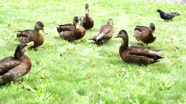 Aves patos corriendo en la hierba comiendo pan — Vídeo de stock