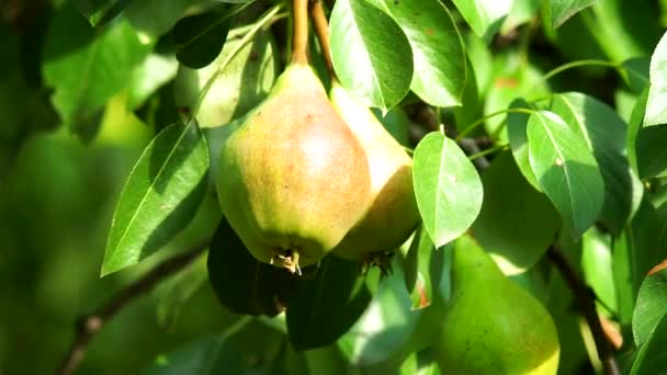 Ripe pear on a tree branch closeup — Stock Video