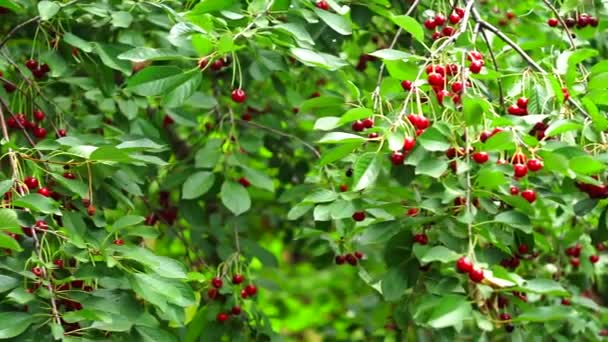 Ώριμα κεράσια σε κλαδιά δένδρων συγκομιδή φρούτων — Αρχείο Βίντεο