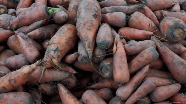 Carrots background selling vegetables in the hypermarket — Stock Video