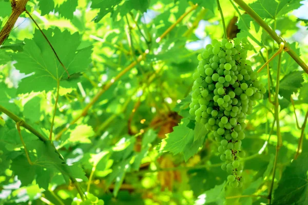 Amadurecendo uvas verdes no verão na vinha . — Fotografia de Stock