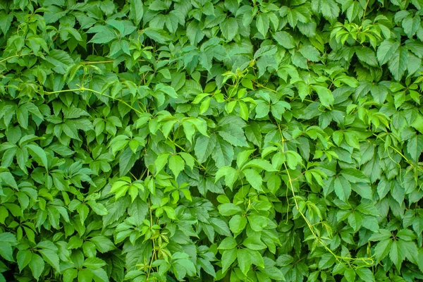 Fundo natural de folhas verdes textura — Fotografia de Stock