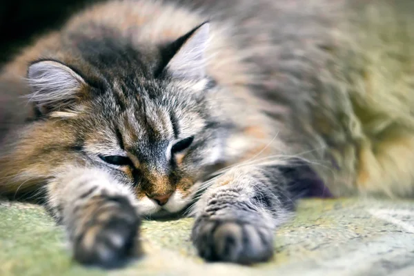 Γάτα ξαπλωμένη στον καναπέ — Φωτογραφία Αρχείου