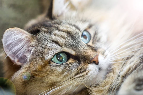 Kabarık kedi portre — Stok fotoğraf