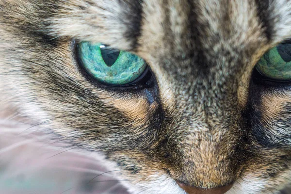 Cabeça de gato close-up — Fotografia de Stock