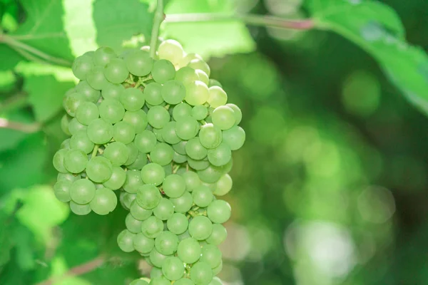 Cachos de uvas verdes — Fotografia de Stock