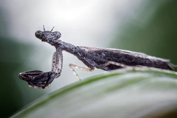 Insecte de la mante priante — Photo