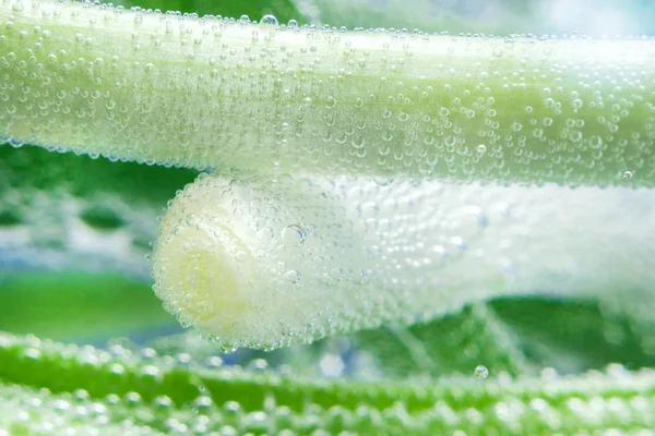 Green onions close-up — Stock Photo, Image