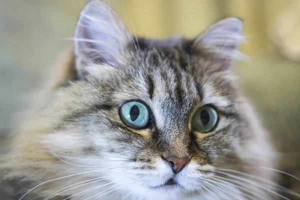 Портрет пушистой кошки — стоковое фото