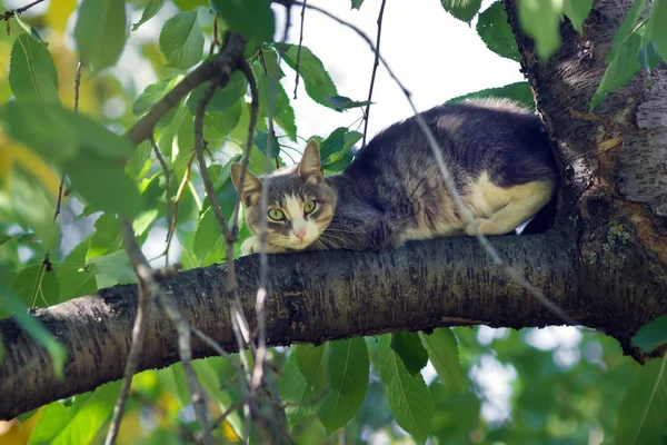 Gato en el árbol —  Fotos de Stock