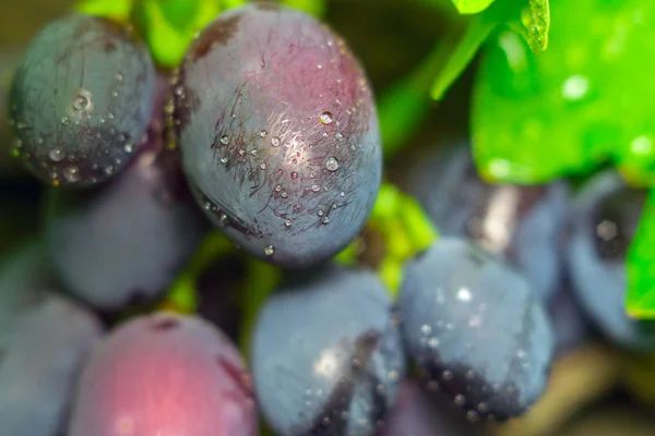 Виноград і краплі води — стокове фото