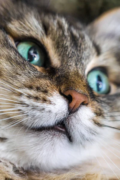 Portrait d'un chat vertical — Photo