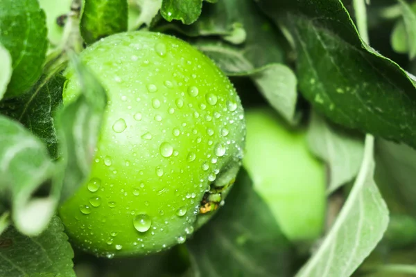 Fresh green Apple close-up — Stock Photo, Image