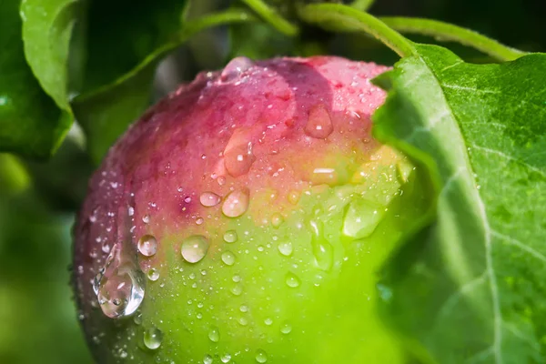 Red green Apple on the tree — Stock Photo, Image