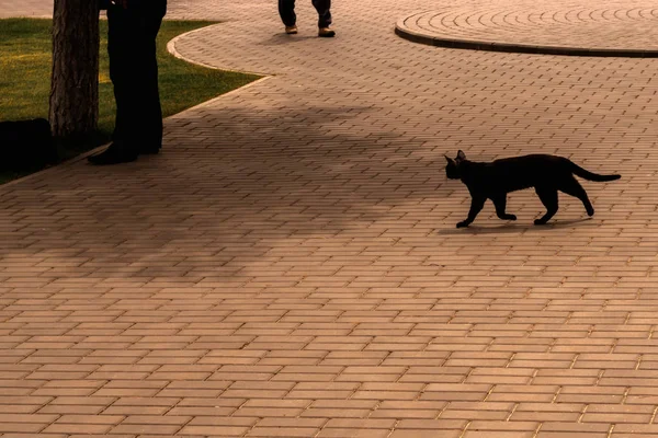 Preto gato correndo na rua — Fotografia de Stock