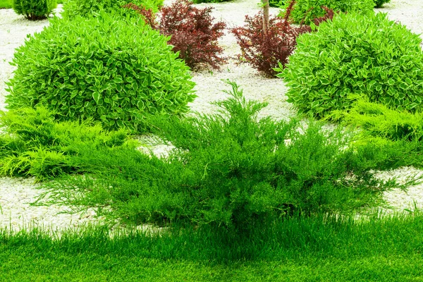 정원 장식 요소 작은 나무 — 스톡 사진