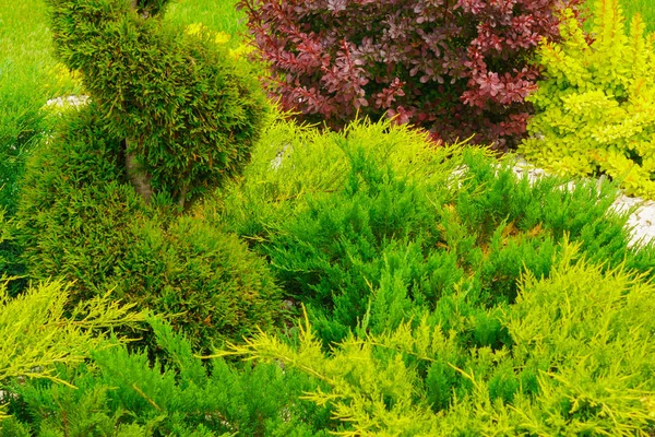 Élément de décoration de jardin petits arbres — Photo