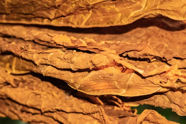 Hoja de tabaco seco primer plano macro — Foto de Stock