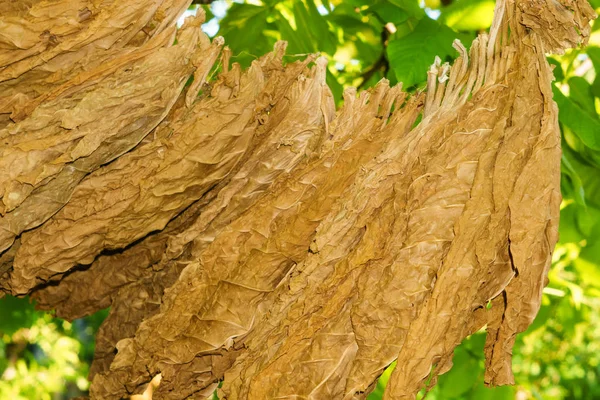 drying tobacco leaf close-up drying tobacco growing