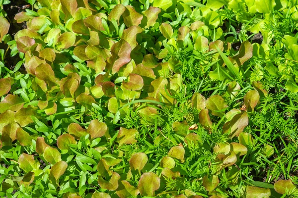 Taze salata marul doku arka plan — Stok fotoğraf