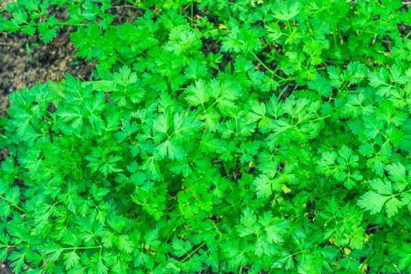 パセリ新鮮な緑スパイスの背景テクスチャ — ストック写真