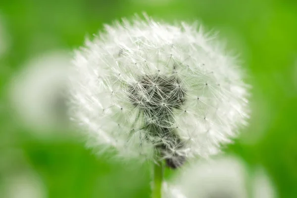 Dandelion close-up macro em fundo natural — Fotografia de Stock